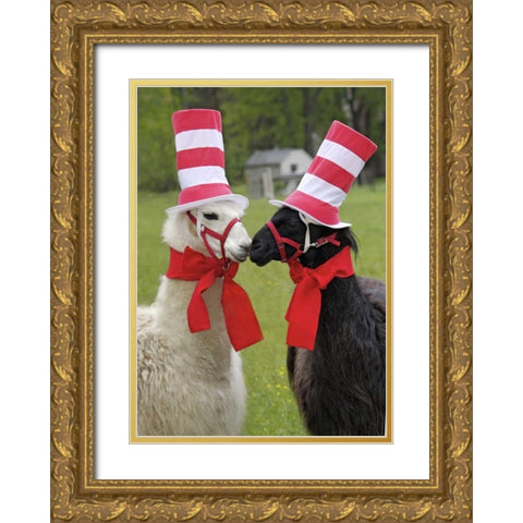 Pennsylvania, Erie Two llamas dressed humorously Gold Ornate Wood Framed Art Print with Double Matting by Anon, Ellen