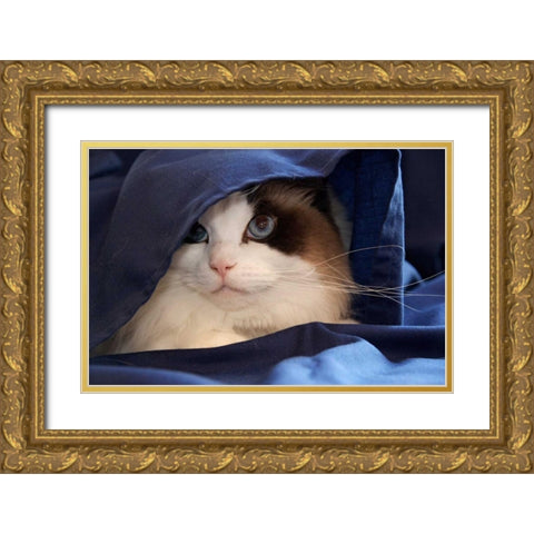 USA, Pennsylvania, Erie Humane Society cat Gold Ornate Wood Framed Art Print with Double Matting by Anon, Ellen