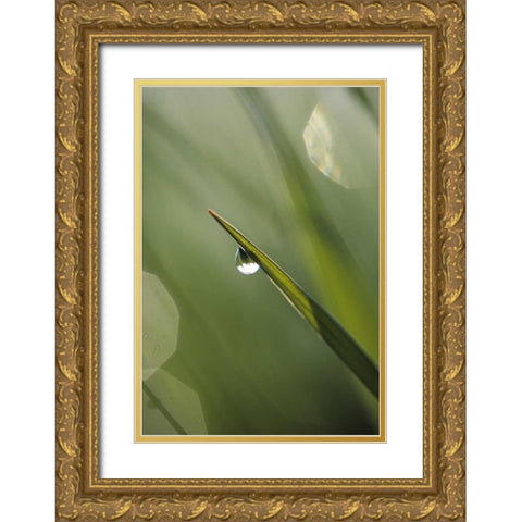 USA, Pennsylvania Dewdrop on leaf Gold Ornate Wood Framed Art Print with Double Matting by Rotenberg, Nancy