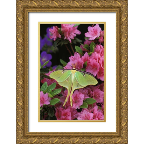 USA, Pennsylvania Luna moth on pink clematis Gold Ornate Wood Framed Art Print with Double Matting by Rotenberg, Nancy