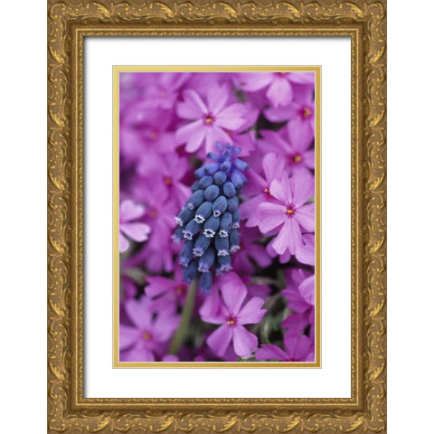 PA, Grape hyacinth and phlox flowers in garden Gold Ornate Wood Framed Art Print with Double Matting by Rotenberg, Nancy