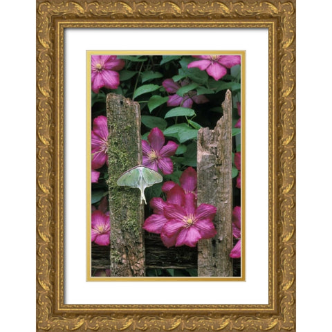 Pennsylvania Luna moth on fence with flowers Gold Ornate Wood Framed Art Print with Double Matting by Rotenberg, Nancy