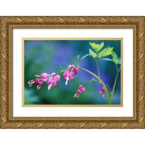 Pennsylvania Bleeding heart flowers in garden Gold Ornate Wood Framed Art Print with Double Matting by Rotenberg, Nancy