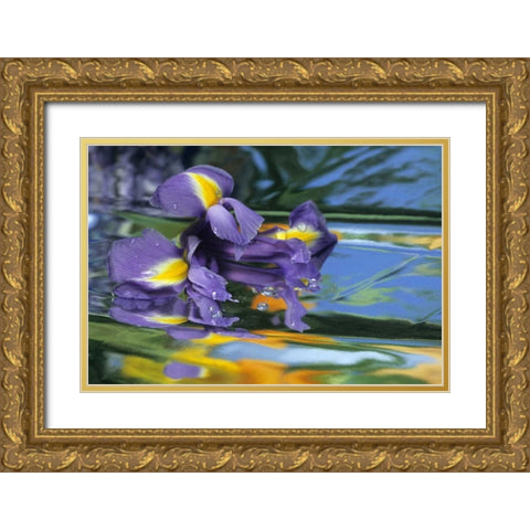 Pennsylvania Iris on mylar reflective surface Gold Ornate Wood Framed Art Print with Double Matting by Rotenberg, Nancy