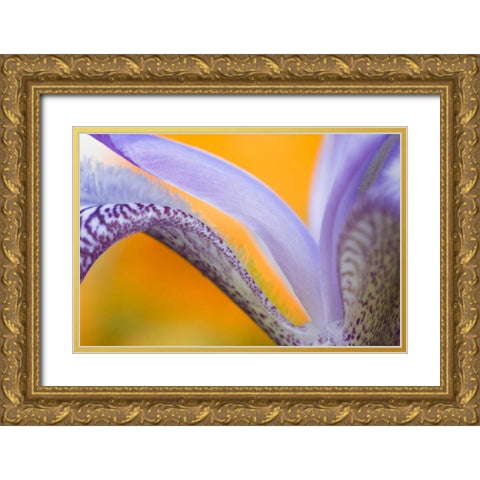 USA, Pennsylvania Detail of iris flower pattern Gold Ornate Wood Framed Art Print with Double Matting by Rotenberg, Nancy