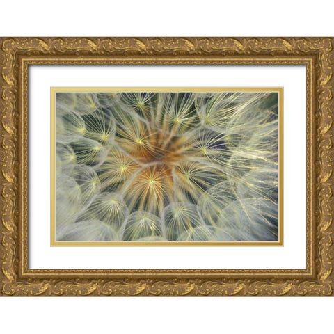 USA, Pennsylvania Dandelion seedhead close-up Gold Ornate Wood Framed Art Print with Double Matting by Rotenberg, Nancy