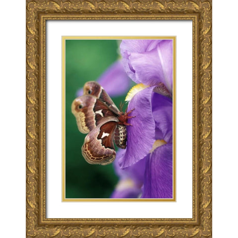 USA, Pennsylvania Cecropia moth on iris flower Gold Ornate Wood Framed Art Print with Double Matting by Rotenberg, Nancy