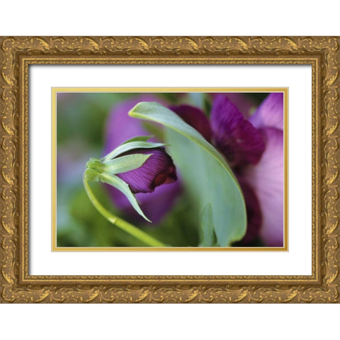 USA, Pennsylvania Flower bud opening in spring Gold Ornate Wood Framed Art Print with Double Matting by Rotenberg, Nancy