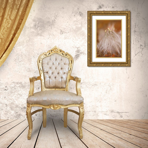 Pennsylvania Close-up of dandelion seedheads Gold Ornate Wood Framed Art Print with Double Matting by Rotenberg, Nancy