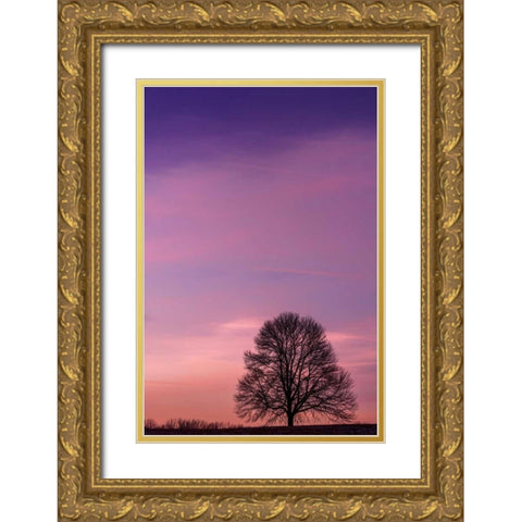 Pennsylvania, King of Prussia Tree at sunrise Gold Ornate Wood Framed Art Print with Double Matting by OBrien, Jay