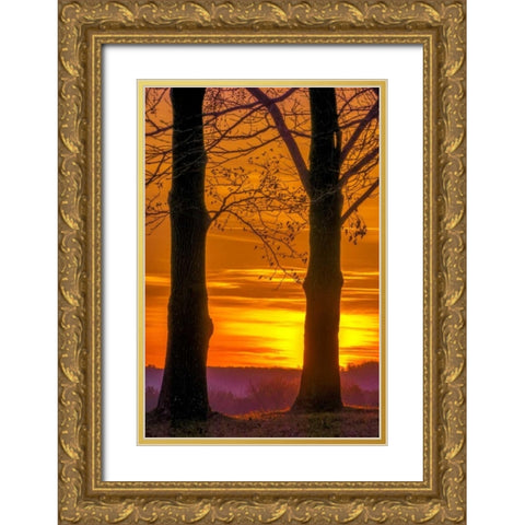 Pennsylvania, King of Prussia Tree at sunrise Gold Ornate Wood Framed Art Print with Double Matting by OBrien, Jay
