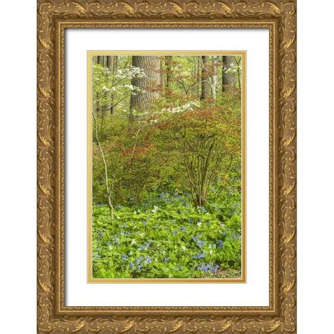 USA, Pennsylvania Spring, forest scenic Gold Ornate Wood Framed Art Print with Double Matting by OBrien, Jay