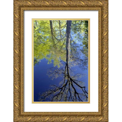 USA, Pennsylvania Tree reflected in pond Gold Ornate Wood Framed Art Print with Double Matting by OBrien, Jay
