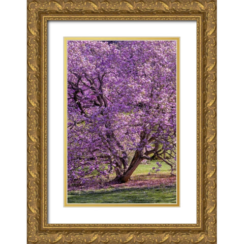 USA, Pennsylvania Tree in bloom Gold Ornate Wood Framed Art Print with Double Matting by OBrien, Jay