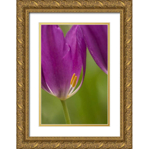 USA, Pennsylvania Tulip Garden Gold Ornate Wood Framed Art Print with Double Matting by OBrien, Jay