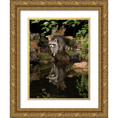 Raccoon- Pennsylvania- USA Gold Ornate Wood Framed Art Print with Double Matting by McDonald, Joe and Maryann