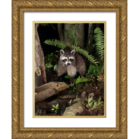 Raccoon- Pennsylvania- USA Gold Ornate Wood Framed Art Print with Double Matting by McDonald, Joe and Maryann