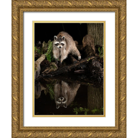 Raccoon- Pennsylvania- USA Gold Ornate Wood Framed Art Print with Double Matting by McDonald, Joe and Maryann