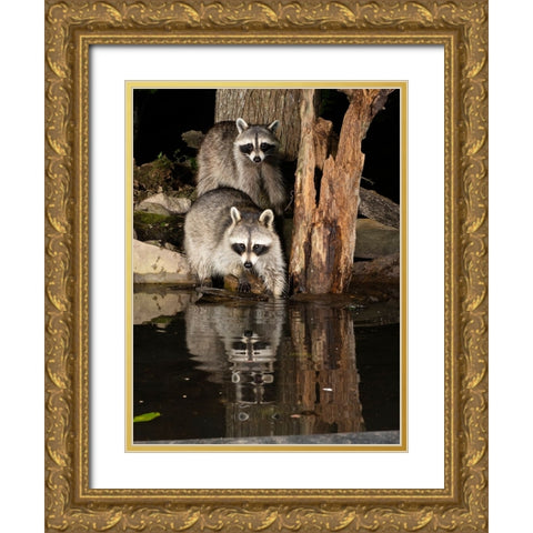 Raccoon- Pennsylvania- USA Gold Ornate Wood Framed Art Print with Double Matting by McDonald, Joe and Maryann