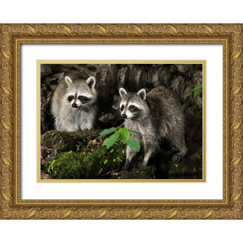 Raccoon- Pennsylvania- USA Gold Ornate Wood Framed Art Print with Double Matting by McDonald, Joe and Maryann