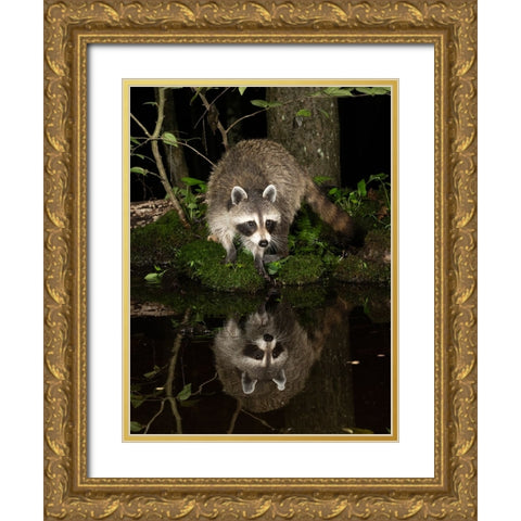 Raccoon- Pennsylvania- USA Gold Ornate Wood Framed Art Print with Double Matting by McDonald, Joe and Maryann