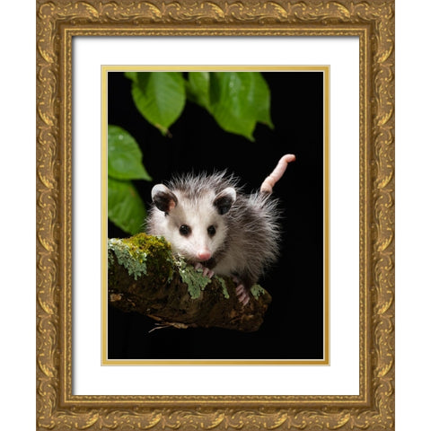 Virginia Opossum- Pennsylvania- USA. Gold Ornate Wood Framed Art Print with Double Matting by McDonald, Joe and Maryann