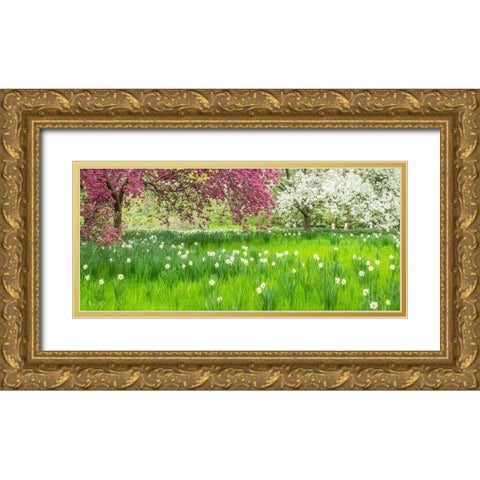 Pennsylvania-Wayne and Chanticleer Gardens springtime blooming crabapple and narcissus Gold Ornate Wood Framed Art Print with Double Matting by Gulin, Sylvia