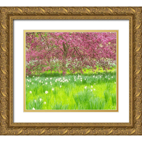 Pennsylvania-Wayne and Chanticleer Gardens springtime blooming crabapple and narcissus Gold Ornate Wood Framed Art Print with Double Matting by Gulin, Sylvia