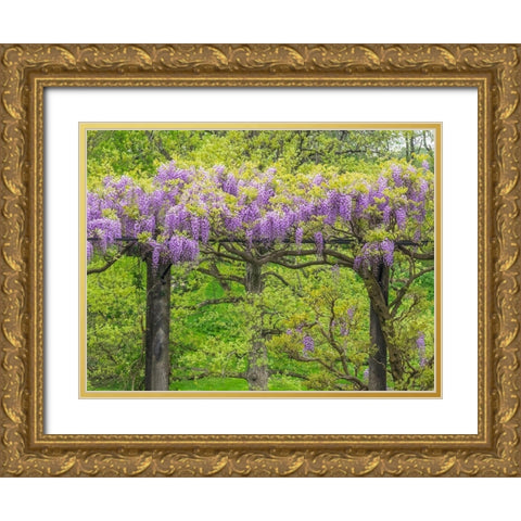 Pennsylvania-Wayne and Chanticleer Gardens springtime flowering Wisteria vine Gold Ornate Wood Framed Art Print with Double Matting by Gulin, Sylvia