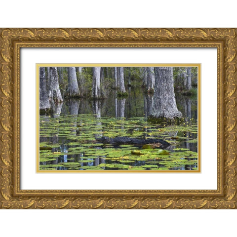 SC Alligator rests on log in swamp Gold Ornate Wood Framed Art Print with Double Matting by Rotenberg, Nancy