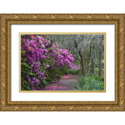 South Carolina Blooming azaleas Gold Ornate Wood Framed Art Print with Double Matting by Rotenberg, Nancy