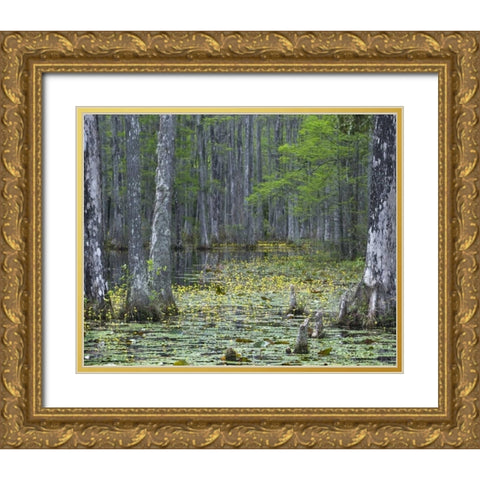 USA, South Carolina, Cypress Gardens Gold Ornate Wood Framed Art Print with Double Matting by Rotenberg, Nancy