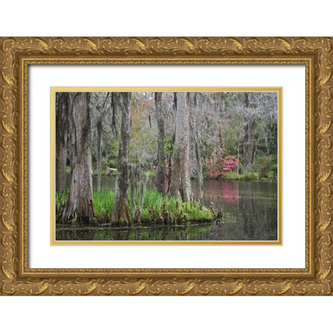 South Carolina, Charleston Moss on cypress trees Gold Ornate Wood Framed Art Print with Double Matting by Flaherty, Dennis