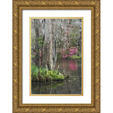 South Carolina, Charleston Moss on cypress trees Gold Ornate Wood Framed Art Print with Double Matting by Flaherty, Dennis