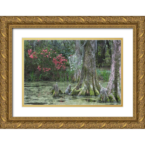 South Carolina, Charleston Trees and pond Gold Ornate Wood Framed Art Print with Double Matting by Flaherty, Dennis