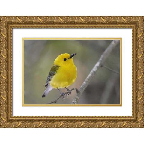 SC, Harleyville Prothonotary warbler on branch Gold Ornate Wood Framed Art Print with Double Matting by Morris, Arthur