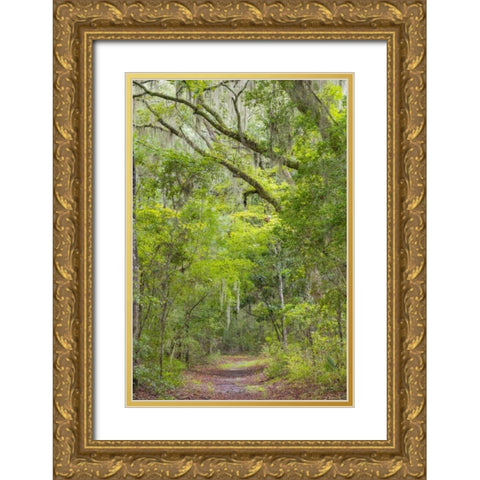 SC, Edisto Beach SP Oak trees line trail Gold Ornate Wood Framed Art Print with Double Matting by Paulson, Don