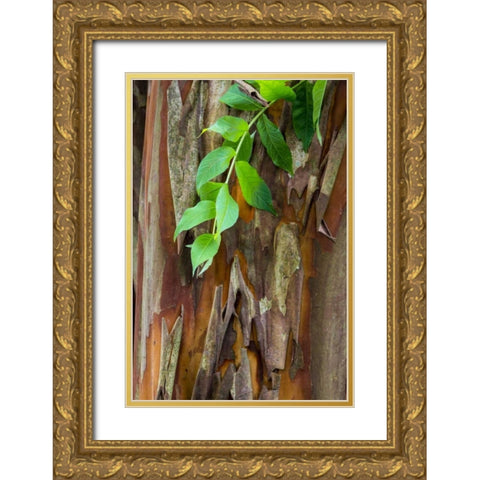 South Carolina, Charleston Crape myrtle bark Gold Ornate Wood Framed Art Print with Double Matting by Paulson, Don