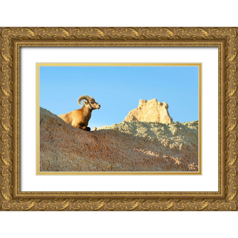 Rocky Mountain Bighorn Sheep (Ovis canadensis) Badlands National Park-South Dakota Gold Ornate Wood Framed Art Print with Double Matting by Majchrowicz, Alan