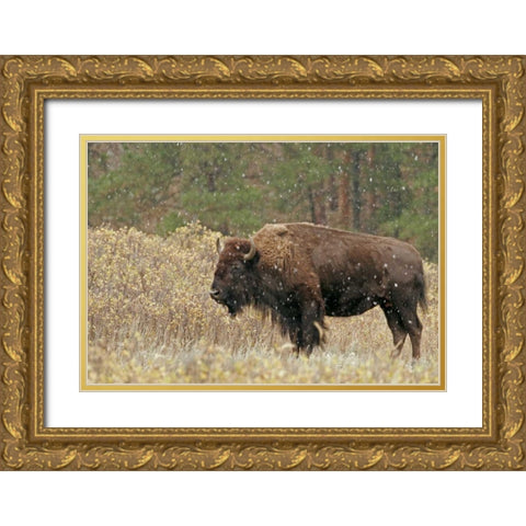 South Dakota, Custer SP Bison in autumn snowfall Gold Ornate Wood Framed Art Print with Double Matting by Illg, Cathy and Gordon