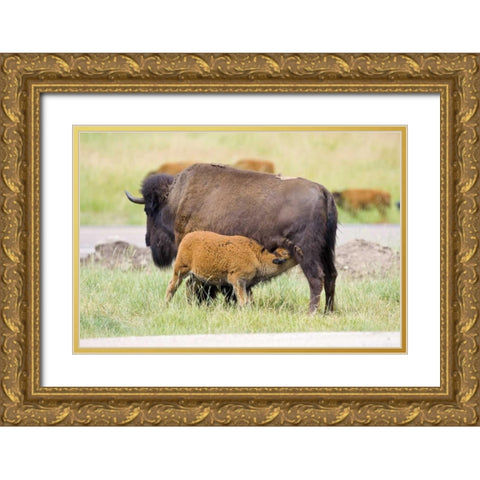 South Dakota, Custer SP Buffalo calf nursing Gold Ornate Wood Framed Art Print with Double Matting by Lord, Fred