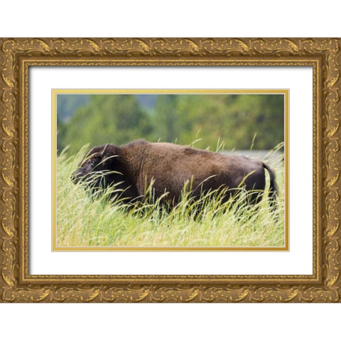 SD, Custer SP Adult buffalo in grassy field Gold Ornate Wood Framed Art Print with Double Matting by Lord, Fred