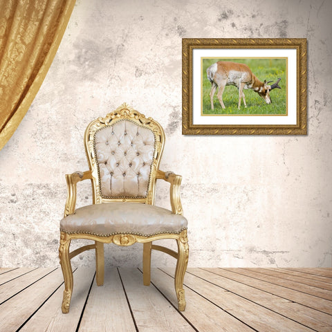 SD, Custer SP Adult male pronghorn grazing Gold Ornate Wood Framed Art Print with Double Matting by Lord, Fred