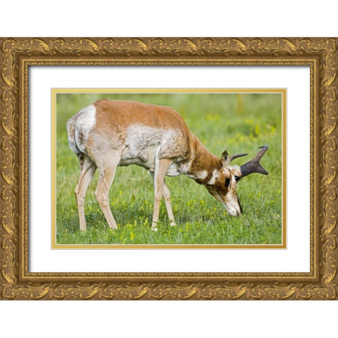 SD, Custer SP Adult male pronghorn grazing Gold Ornate Wood Framed Art Print with Double Matting by Lord, Fred