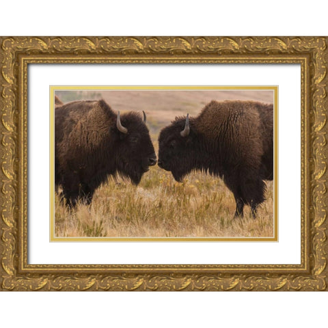 South Dakota, Custer SP Two bison face-to-face Gold Ornate Wood Framed Art Print with Double Matting by Illg, Cathy and Gordon