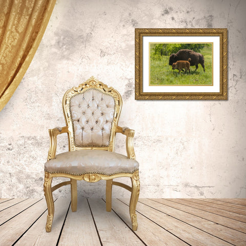 South Dakota, Custer SP Bison mother and calf Gold Ornate Wood Framed Art Print with Double Matting by Illg, Cathy and Gordon