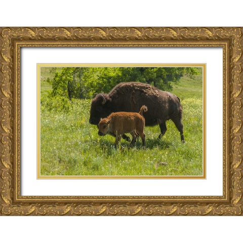 South Dakota, Custer SP Bison mother and calf Gold Ornate Wood Framed Art Print with Double Matting by Illg, Cathy and Gordon