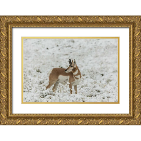 SD, Custer SP pronghorn in snow-covered field Gold Ornate Wood Framed Art Print with Double Matting by Illg, Cathy and Gordon