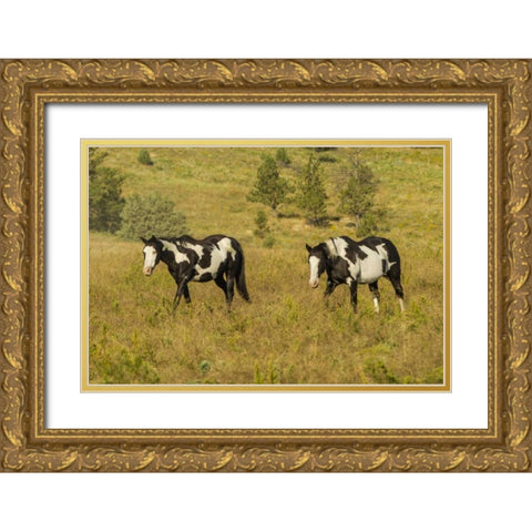 SD, Wild Horse Sanctuary Wild horses in field Gold Ornate Wood Framed Art Print with Double Matting by Illg, Cathy and Gordon