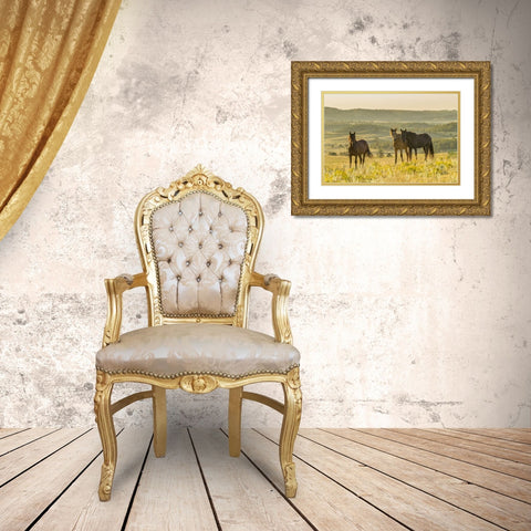 SD, Wild Horse Sanctuary Wild horses in field Gold Ornate Wood Framed Art Print with Double Matting by Illg, Cathy and Gordon